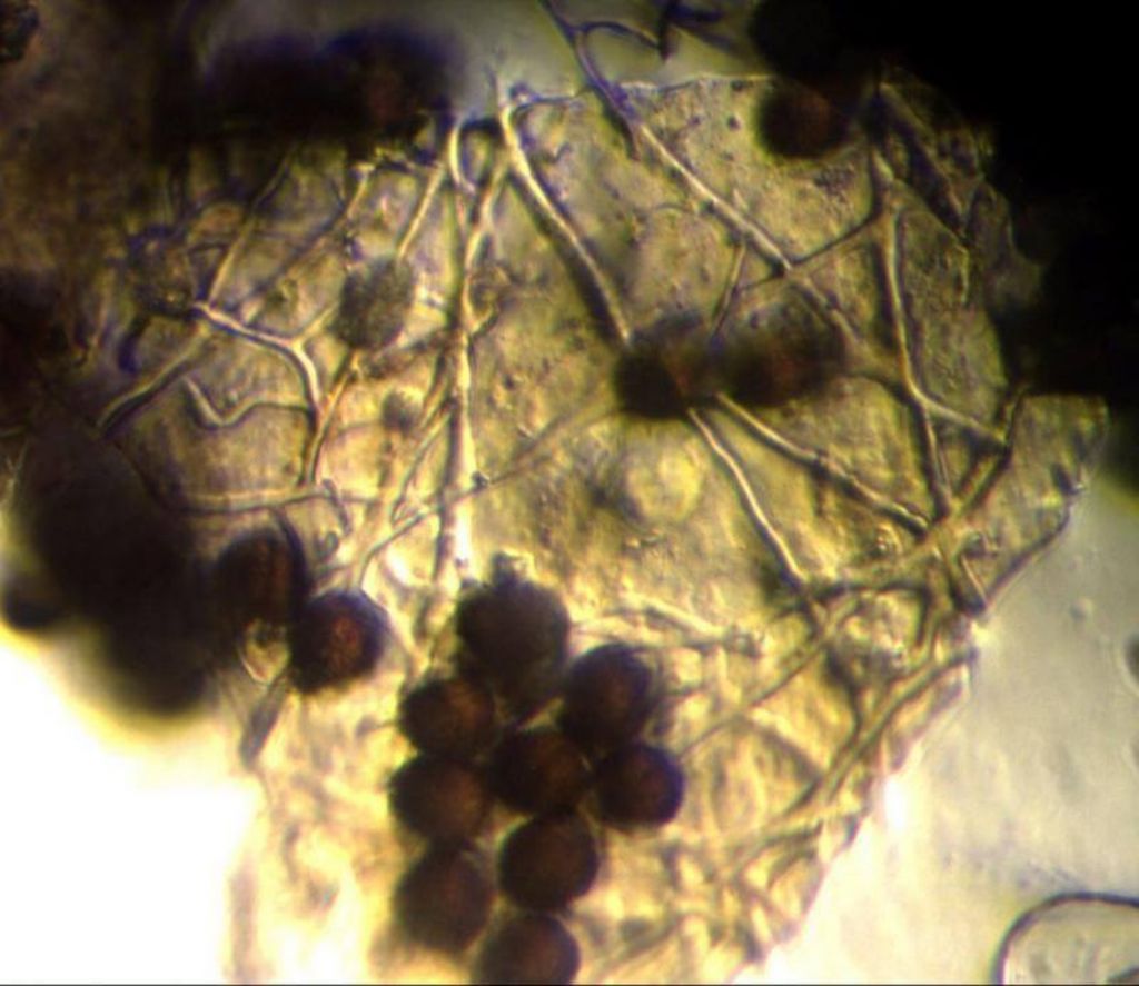 Sconosciuto myxo nivicolous da Olympos